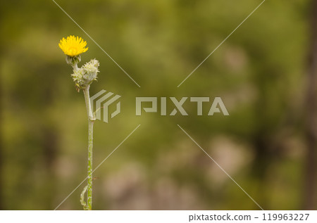 Inflorescence of Sonchus acaulis. Inflorescence of Sonchus acaulis. 119963227