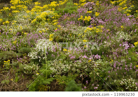 Biodiversity of flowering plants. 119963230