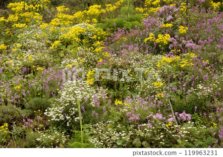 Biodiversity of flowering plants. 119963231
