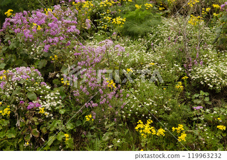 Biodiversity of flowering plants. Biodiversity of flowering plants. 119963232