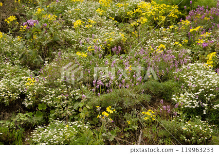 Biodiversity of flowering plants. 119963233