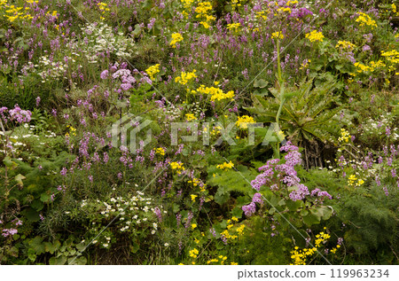 Biodiversity of flowering plants. 119963234