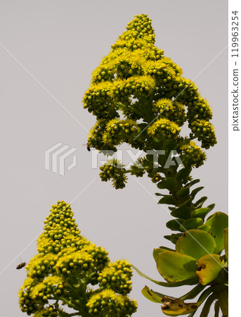 Aeonium arboreum arboreum in flower. Aeonium arboreum arboreum in flower. 119963254