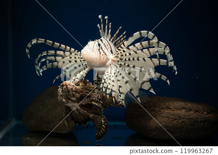 獅子魚、獅子魚、泳石魚、毒魚、虎魚、妖虎魚、自由軟鰩魚 獅子魚、獅子魚、泳石魚、毒魚、虎魚、妖虎魚、自由軟鰩魚 119963267