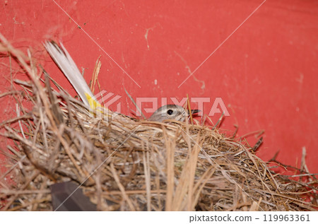 Grey wagtail incubating in its nest. 119963361