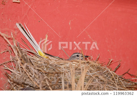 Grey wagtail incubating in its nest. 119963362