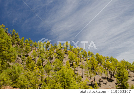 Forest of Canary Island pine. Forest of Canary Island pine. 119963367
