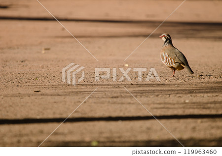 Red-legged partridge Alectoris rufa. Red-legged partridge Alectoris rufa. 119963460