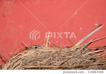 Grey wagtail incubating in its nest. Grey wagtail incubating in its nest. 119963506