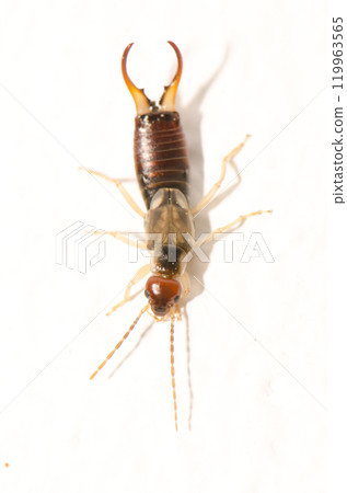European earwig Forficula auricularia. 119963565