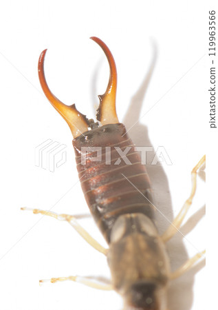 Pincers of a male European earwig. Pincers of a male European earwig. 119963566