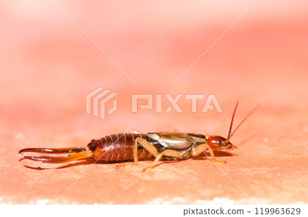 European earwig Forficula auricularia. 119963629