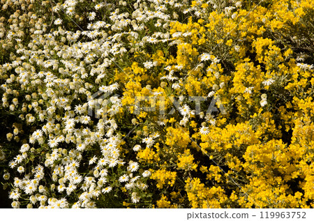 Plants in flower. 119963752