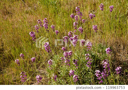 Wallflowers Erysimum sp in flower. 119963753