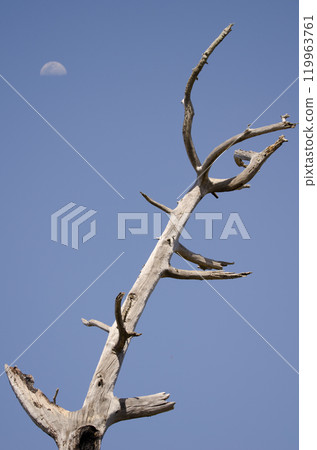 Dead Canary Island pine and moon. Dead Canary Island pine and moon. 119963761