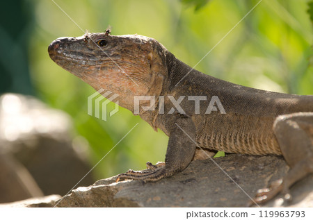 Male Gran Canaria giant lizard. Male Gran Canaria giant lizard. 119963793