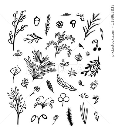 Delicate plant designs showcase unique botanical shapes and forms in black and white 119963835