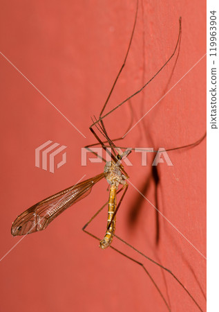 Crane fly Tipula sp. 119963904