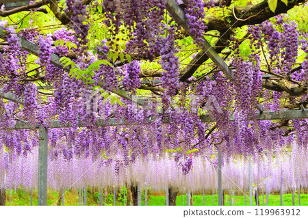 Waki公園的紫藤 Waki公園的紫藤 119963912