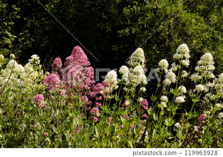 Red valerian in flower. 119963928