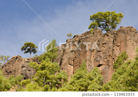 Forest and rocky cliff. Forest and rocky cliff. 119963955