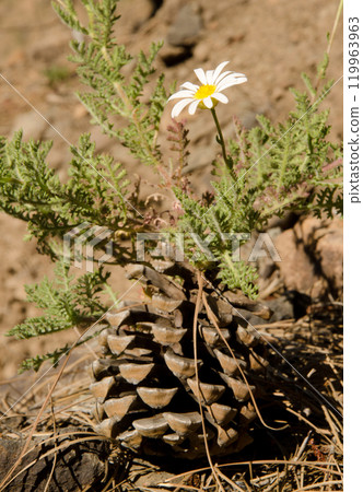 Flower and cone of pine. 119963963