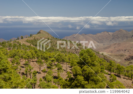 Forest, Lomo del Viso and cliffs. Forest, Lomo del Viso and cliffs. 119964042
