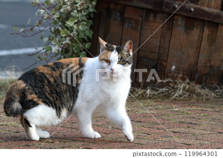 A cat staring at you A cat staring at you 119964301