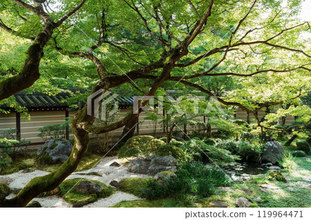 Eikando Moss Garden 119964471