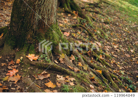 Green moss growing on the roots of a tree trunk in a forest, autumn time. Nature banner. Green and mysterious woodland 119964849