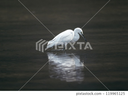 Little egret searching for food in the river 119965125