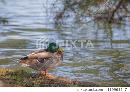Teal resting by the water Teal resting by the water 119965247