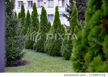Lush green conifer trees with a building in the background. Lush green conifer trees with a building in the background. 119965248