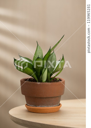 A decorative sansevieria plant in a terracotta pot adds charm to any space. A decorative sansevieria plant in a terracotta pot adds charm to any space. 119965281