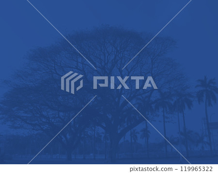 Branched tree and silhouettes of tall palm trees in the rainforest in dark. Creative image in deep blue tones of landscape of exotic tropical resort. 119965322
