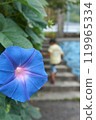 Beautiful blue morning glory flowers blooming in summer 119965334