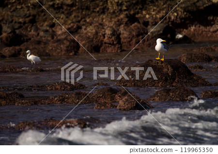 Yellow-legged gull and little egret. 119965350