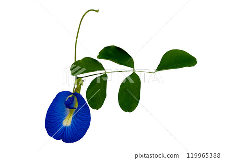 Blooming single blue butterfly pea flower or Clitoria ternatea flower with leaves. Blooming single blue butterfly pea flower or Clitoria ternatea flower with leaves. 119965388