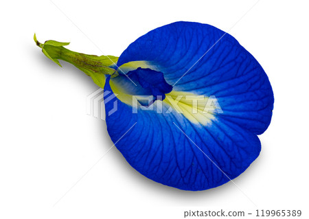 Top view of blooming single blue butterfly pea flower. Top view of blooming single blue butterfly pea flower. 119965389