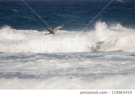 Grey heron in flight. 119965459