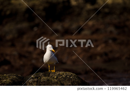 Yellow-legged gull Larus michahellis atlantis. Yellow-legged gull Larus michahellis atlantis. 119965462