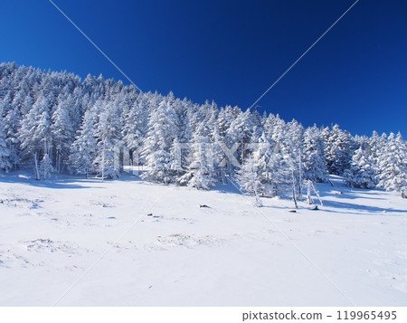 The frost-covered forests of the northern Yatsugatake mountains 119965495