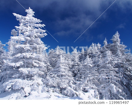 北八岳霜林 119965497