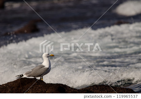 Yellow-legged gull Larus michahellis atlantis. Yellow-legged gull Larus michahellis atlantis. 119965537