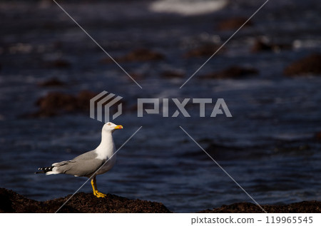 Yellow-legged gull looking up. 119965545