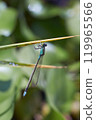 A beautiful damselfly resting on waterside plants 119965566