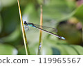 A beautiful damselfly resting on waterside plants 119965567