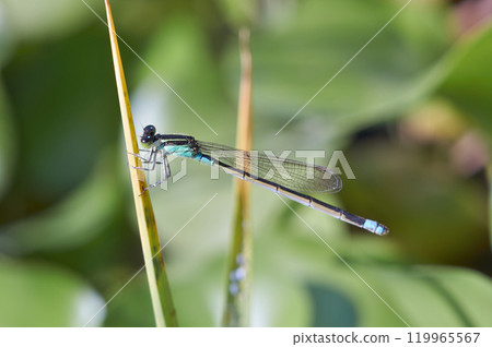 A beautiful damselfly resting on waterside plants A beautiful damselfly resting on waterside plants 119965567