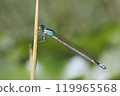 A beautiful damselfly resting on waterside plants 119965568