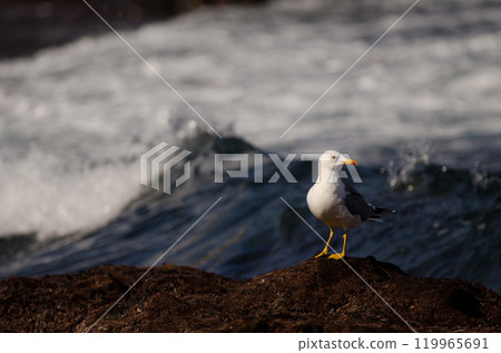 Yellow-legged gull Larus michahellis atlantis. 119965691